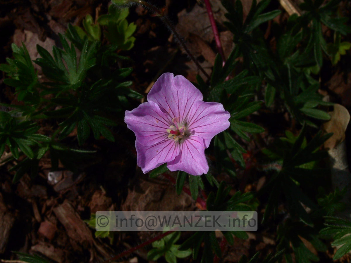 Geranium sanguineum Apfelbluete - Bluetenmacro.jpg